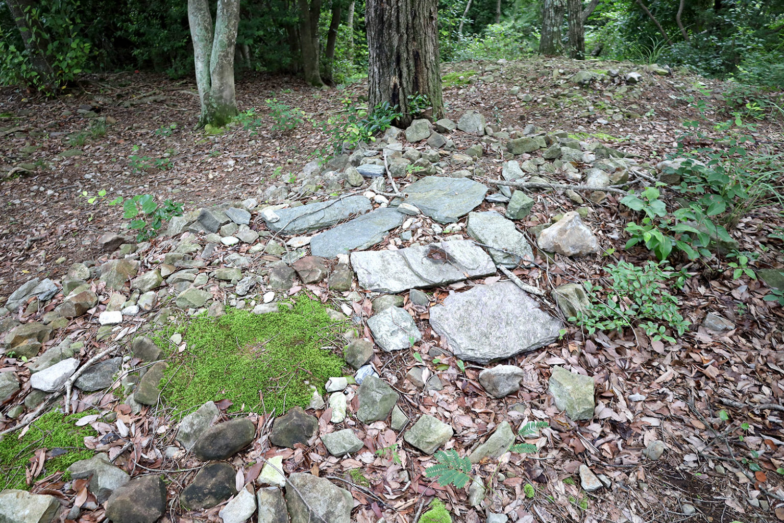 20220708_IMG_1451_鳴門市_萩原2